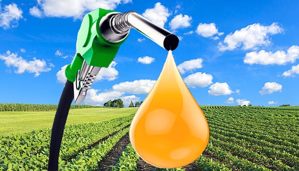 Vetus Diesel Fuel quality grade and biodiesel